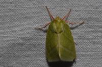 Pseudoips prasinanus