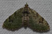 Chloroclystis v-ata