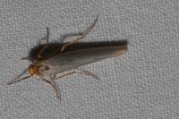 Manulea complana
