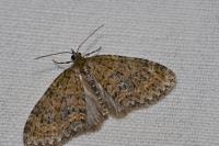 Acasis viretata