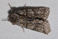 Acronicta auricoma