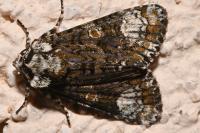 Craniophora ligustri