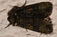 Craniophora ligustri