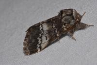Drymonia ruficornis