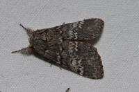 Drymonia ruficornis