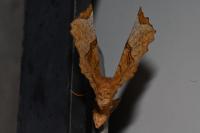Selenia lunularia
