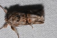Calophasia lunula