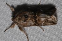 Calophasia lunula