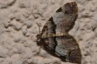 Anticlea derivata
