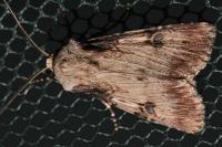 Agrotis puta