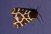 Arctia caja