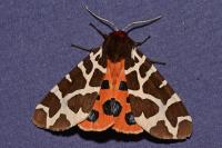 Arctia caja