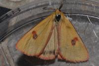 Diacrisia sannio