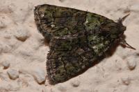 Cryphia algae