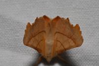 Ennomos fuscantaria