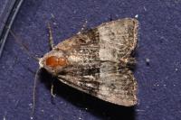 Mesoligia furuncula