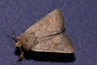 Hoplodrina ambigua
