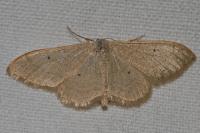 Idaea straminata