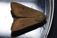 Mythimna vitellina