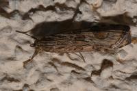 Nomophila noctuella