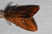 Orgyia antiqua