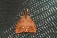 Orgyia antiqua