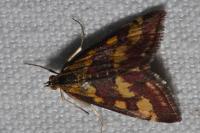 Pyrausta purpuralis