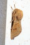 Orthosia miniosa
