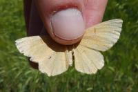 Angerona prunaria