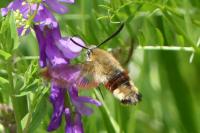 Hemaris fuciformis