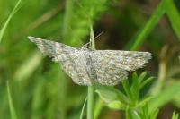 Scopula immorata