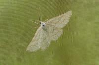 Perconia strigillaria