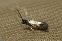 Cauchas fibulella