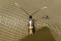 Cauchas fibulella