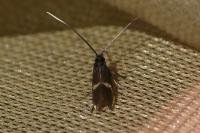 Cauchas fibulella