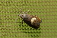 Dichrorampha petiverella