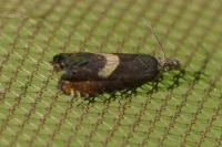 Dichrorampha petiverella
