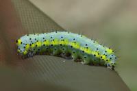 Diloba caeruleocephala