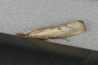 Agriphila geniculea