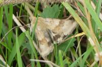 Heliothis viriplaca