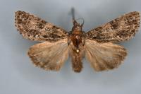 Acronicta rumicis
