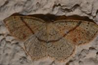 Cyclophora punctaria