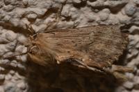 Pterostoma palpina