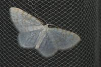 Asthena albulata