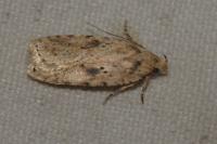 Agonopterix arenella