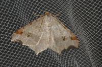 Macaria alternata