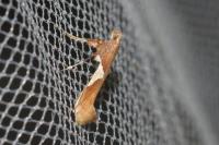 Caloptilia stigmatella
