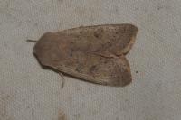 Orthosia gracilis