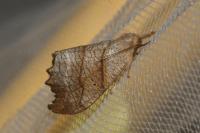 Falcaria lacertinaria