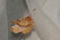 Selenia lunularia